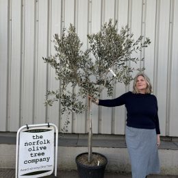 Leccino Olive tree, free delivery.