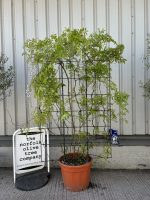 Espalier Wisteria Floribunda ‘Alba’