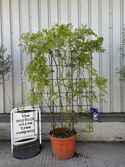 Espalier Wisteria Floribunda ‘Alba’