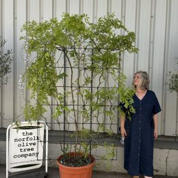 Espalier Wisteria Floribunda ‘Alba’