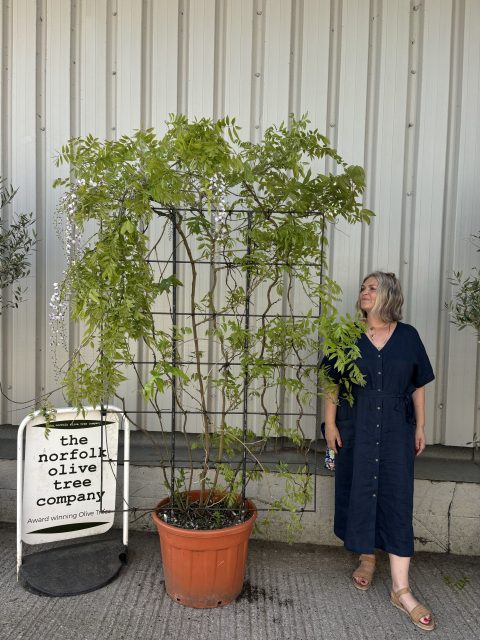 Espalier Wisteria Floribunda ‘Alba’