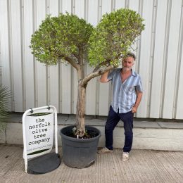 Mature Pom Pom Olive tree collection only.