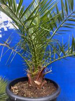 Phoenix Canareiensis