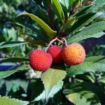 Strawberry tree