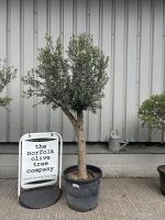 London Olive tree