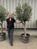 London Olive tree
