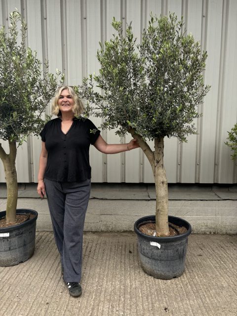 London Olive tree