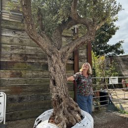 Tall ancient Olive tree