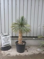 IMG_1432 Mature Yucca Rostrata for sale