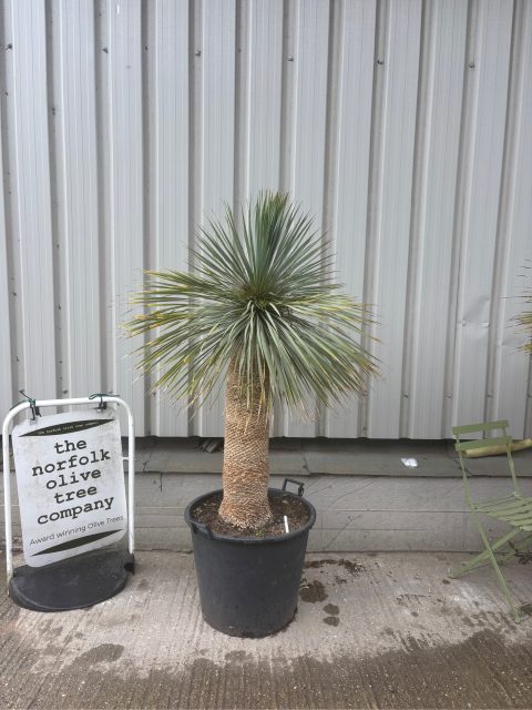 Mature Yucca Rostrata for sale