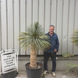 Mature Yucca Rostrata for sale