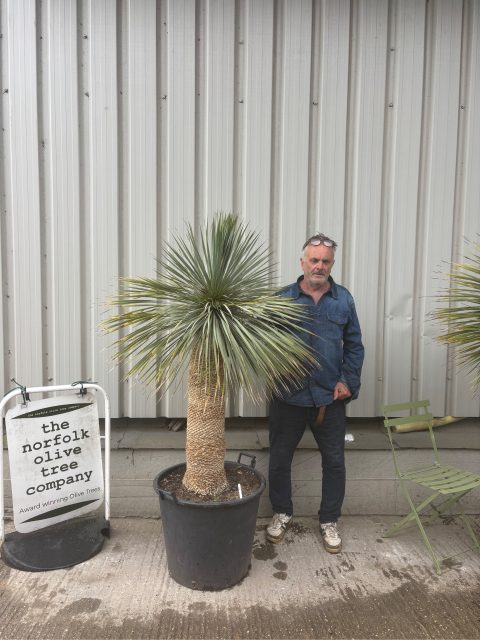 IMG_1435 Mature Yucca Rostrata for sale