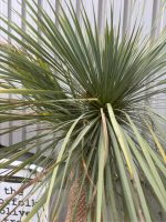 IMG_1437 Mature Yucca Rostrata for sale