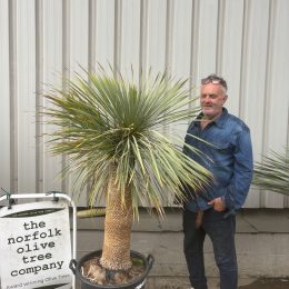 Mature Yucca Rostrata for sale