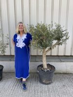 Branched Olive Tree