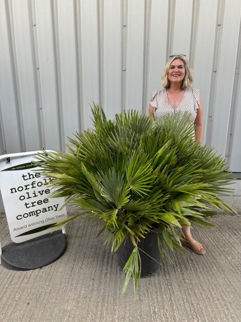Palm trees for Sale