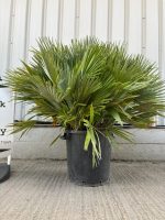 Chamaerops Humilis ‘Volcano’ Compacta
