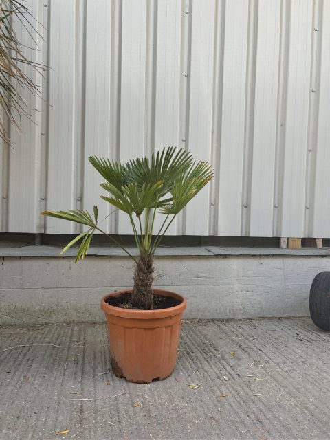 Jelly Palm