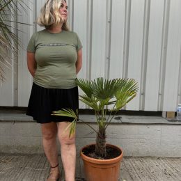 Trachycarpus wagnerianus