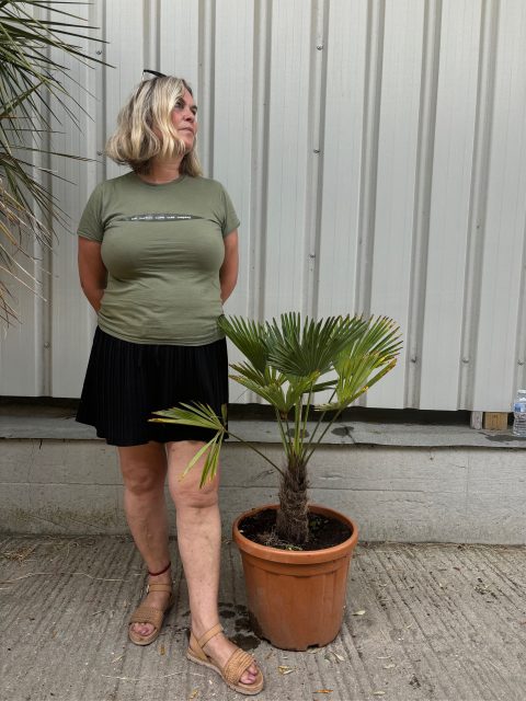 Trachycarpus wagnerianus