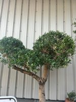Mature Pom Pom Olive tree