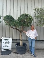Mature Pom Pom Olive tree