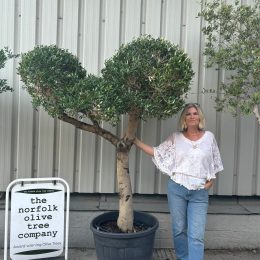 Mature Pom Pom Olive tree