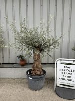 Small gnarled Olive tree