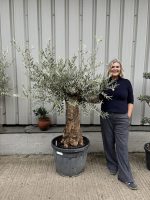 Small gnarled Olive tree