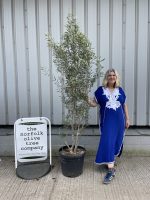 Olea europaea ‘Cipressino’