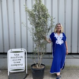 Olea europaea ‘Cipressino’