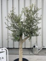 Vase shaped Olive tree