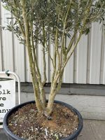 Multi-stem screening olive tree
