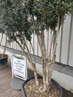 Tall screening Olive Tree