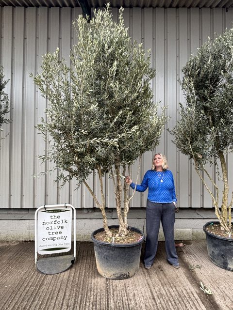 Tall screening Olive Tree