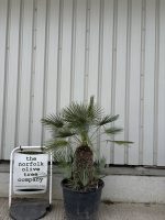 Chamaerops humilis cerifera
