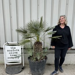 Chamaerops humilis cerifera - Delivery Included