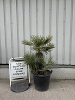 Chamaerops humilis cerifera