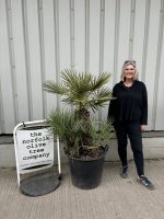 Chamaerops humilis cerifera