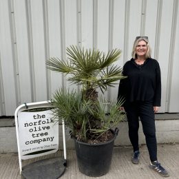 Chamaerops humilis cerifera