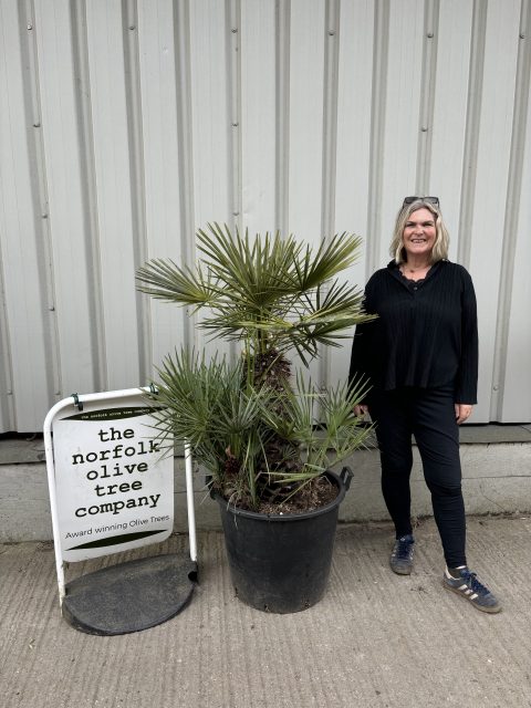 Chamaerops humilis cerifera
