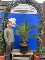 Phoenix Canareiensis