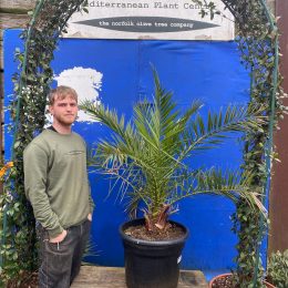 Phoenix Canareiensis