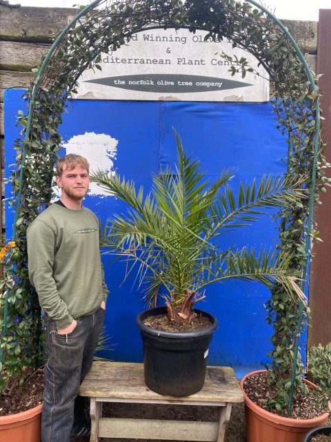 Phoenix Canareiensis