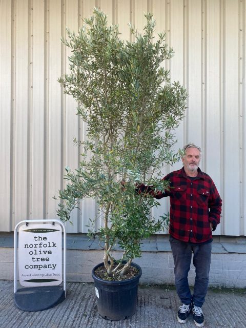 Tall bush Olive tree