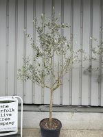 Leccino Olive tree