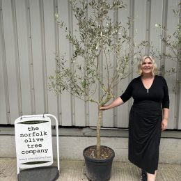 Leccino Olive tree