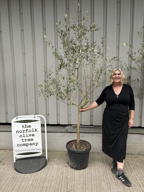 Leccino Olive tree