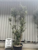 10 foot tall Olive Tree