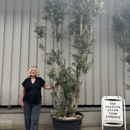 10 foot tall Olive Tree